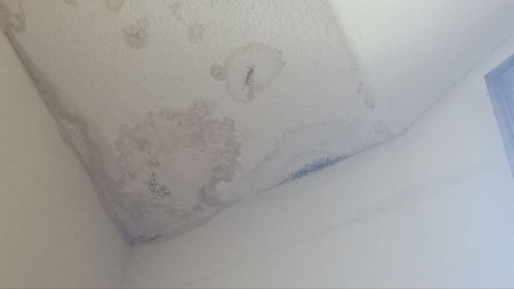 Ceiling with water damage stains and mold growth in the corner of a room.